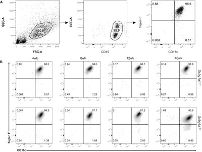 Lung Secretoglobin Scgb1a1 Influences Alveolar Macrophage-Mediated Inflammation and Immunity